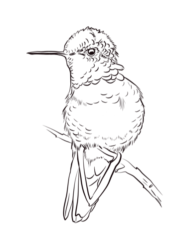 Anna'S Hummingbird Coloring Page